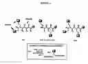 Fig. 02 - Glycosylated specificity exchangers