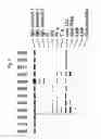 Fig. 46 - PROCESS FOR THE DETERMINATION OF PEPTIDES CORRESPONDING TO IMMUNOLOGICALLY IMPORTANT EPITOPES AND THEIR USE IN A PROCESS FOR DETERMINATION OF ANTIBODIES OR BIOTINYLATED PEPTIDES CORRESPONDING TO IMMUNOLOGICALLY IMPORTANT EPITOPES, A PROCESS FOR PREPARING THEM AND COMPOSITIONS CONTAINING THEM