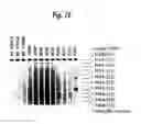 Fig. 47 - PROCESS FOR THE DETERMINATION OF PEPTIDES CORRESPONDING TO IMMUNOLOGICALLY IMPORTANT EPITOPES AND THEIR USE IN A PROCESS FOR DETERMINATION OF ANTIBODIES OR BIOTINYLATED PEPTIDES CORRESPONDING TO IMMUNOLOGICALLY IMPORTANT EPITOPES, A PROCESS FOR PREPARING THEM AND COMPOSITIONS CONTAINING THEM