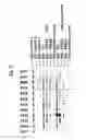 Fig. 50 - PROCESS FOR THE DETERMINATION OF PEPTIDES CORRESPONDING TO IMMUNOLOGICALLY IMPORTANT EPITOPES AND THEIR USE IN A PROCESS FOR DETERMINATION OF ANTIBODIES OR BIOTINYLATED PEPTIDES CORRESPONDING TO IMMUNOLOGICALLY IMPORTANT EPITOPES, A PROCESS FOR PREPARING THEM AND COMPOSITIONS CONTAINING THEM