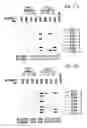 Fig. 57 - PROCESS FOR THE DETERMINATION OF PEPTIDES CORRESPONDING TO IMMUNOLOGICALLY IMPORTANT EPITOPES AND THEIR USE IN A PROCESS FOR DETERMINATION OF ANTIBODIES OR BIOTINYLATED PEPTIDES CORRESPONDING TO IMMUNOLOGICALLY IMPORTANT EPITOPES, A PROCESS FOR PREPARING THEM AND COMPOSITIONS CONTAINING THEM