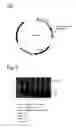 Fig. 07 - Compositions and methods for fusion protein separation