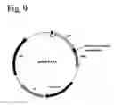 Fig. 08 - Compositions and methods for fusion protein separation