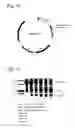 Fig. 09 - Compositions and methods for fusion protein separation