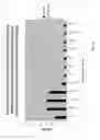 Fig. 51 - Purification and characterization of soluble human HLA proteins