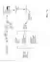 Fig. 93 - Purification and characterization of soluble human HLA proteins
