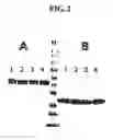 Fig. 03 - Method for the mass production of immunoglobulin constant region