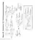 Fig. 71 - RNA interference mediated inhibition of gene expression using chemically modified short interfering nucleic acid (siNA)