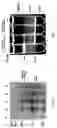 Fig. 08 - Hyaluronate synthase gene and uses thereof