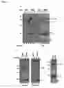 Fig. 03 - Antibodies
