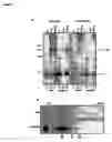 Fig. 04 - Antibodies