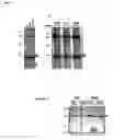 Fig. 05 - Antibodies