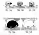 Fig. 10 - Systems and methods for virtual identification of polyps