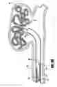 Fig. 08 - Stretch resistant embolic coil delivery system with mechanical release mechanism