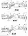 Fig. 04 - Stretch resistant embolic coil delivery system with spring release mechanism