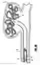 Fig. 08 - Stretch resistant embolic coil delivery system with spring assisted release mechanism