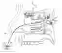 Fig. 01 - Method and apparatus for stimulating the sphenopalatine ganglion to modify properties of the BBB and cerebral blood flow