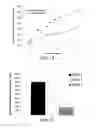 Fig. 12 - Dealloyed nanoporous stents