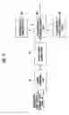 Fig. 13 - Video quality assessing apparatus, video quality assessing method, and video quality assessing program