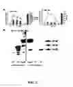 Fig. 03 - Multimodality imaging of reporter gene expression using a novel fusion vector in living cells and animals