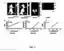 Fig. 08 - Multimodality imaging of reporter gene expression using a novel fusion vector in living cells and animals