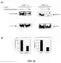 Fig. 11 - Variants of mammalian prolactin, prolactin receptor antagonists, and methods of use
