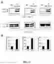 Fig. 12 - Variants of mammalian prolactin, prolactin receptor antagonists, and methods of use