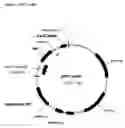 Fig. 02 - Method for identifying herbicidally active substances