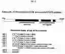 Fig. 07 - Genes regulating circadian clock function and photoperiodism