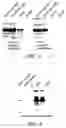 Fig. 03 - Production of foreign nucleic acids and polypeptides in sprout systems
