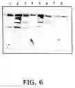 Fig. 05 - Production of foreign nucleic acids and polypeptides in sprout systems