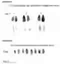 Fig. 07 - Production of foreign nucleic acids and polypeptides in sprout systems