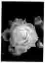 Fig. 04 - Rose named 'Her Ice'