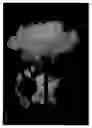 Fig. 06 - Rose named 'Her Ice'
