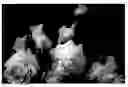 Fig. 07 - Rose named 'Her Ice'