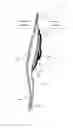 Fig. 01 - Knee support system