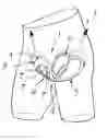 Fig. 01 - Protective element particularly for shorts