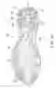 Fig. 14 - Footwear sole