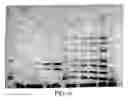 Fig. 10 - Electro-blotting devices, systems, and kits, and methods for their use