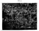 Fig. 03 - Method for producing nanosilver on a large scale, method for manufacturing nanosilver-adsorbed fiber, and antibacterial fiber thereby