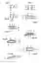 Fig. 04 - Applicator for applying a composition to the eyelashes and/or the eyebrows