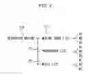 Fig. 03 - Digital multimedia data recording/playback device and operating method thereof