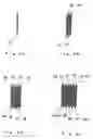 Fig. 03 - Light dispersion filter and optical module