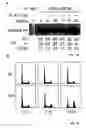 Fig. 05 - Method of identifying inhibitors of GADD45 polypeptide activity, and inhibitors of such activity