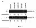 Fig. 06 - Method of identifying inhibitors of GADD45 polypeptide activity, and inhibitors of such activity
