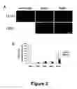 Fig. 03 - Cell-based screen for agents useful for reducing neuronal demyelination or promoting neuronal remyelination