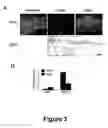 Fig. 04 - Cell-based screen for agents useful for reducing neuronal demyelination or promoting neuronal remyelination