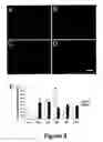 Fig. 07 - Cell-based screen for agents useful for reducing neuronal demyelination or promoting neuronal remyelination