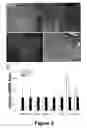 Fig. 10 - Cell-based screen for agents useful for reducing neuronal demyelination or promoting neuronal remyelination