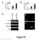 Fig. 11 - Cell-based screen for agents useful for reducing neuronal demyelination or promoting neuronal remyelination